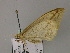  (Loxaspilates AH02Ch - BC ZSM Lep 55560)  @12 [ ] CreativeCommons - Attribution Non-Commercial Share-Alike (2011) Axel Hausmann/Bavarian State Collection of Zoology (ZSM) SNSB, Zoologische Staatssammlung Muenchen
