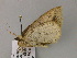  ( - BC ZSM Lep 55563)  @12 [ ] CreativeCommons - Attribution Non-Commercial Share-Alike (2011) Axel Hausmann/Bavarian State Collection of Zoology (ZSM) SNSB, Zoologische Staatssammlung Muenchen