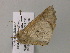  ( - BC ZSM Lep 55564)  @12 [ ] CreativeCommons - Attribution Non-Commercial Share-Alike (2011) Axel Hausmann/Bavarian State Collection of Zoology (ZSM) SNSB, Zoologische Staatssammlung Muenchen