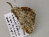  ( - BC ZSM Lep 55620)  @13 [ ] CreativeCommons - Attribution Non-Commercial Share-Alike (2011) Axel Hausmann/Bavarian State Collection of Zoology (ZSM) SNSB, Zoologische Staatssammlung Muenchen