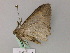  ( - BC ZSM Lep 55622)  @12 [ ] CreativeCommons - Attribution Non-Commercial Share-Alike (2011) Axel Hausmann/Bavarian State Collection of Zoology (ZSM) SNSB, Zoologische Staatssammlung Muenchen
