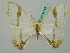  ( - BC ZSM Lep 44759)  @11 [ ] CreativeCommons - Attribution Non-Commercial Share-Alike (2011) Axel Hausmann/Bavarian State Collection of Zoology (ZSM) SNSB, Zoologische Staatssammlung Muenchen