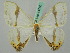  ( - BC ZSM Lep 44760)  @12 [ ] CreativeCommons - Attribution Non-Commercial Share-Alike (2011) Axel Hausmann/Bavarian State Collection of Zoology (ZSM) SNSB, Zoologische Staatssammlung Muenchen
