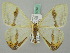  ( - BC ZSM Lep 44763)  @13 [ ] CreativeCommons - Attribution Non-Commercial Share-Alike (2011) Axel Hausmann/Bavarian State Collection of Zoology (ZSM) SNSB, Zoologische Staatssammlung Muenchen