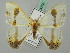  ( - BC ZSM Lep 44778)  @11 [ ] CreativeCommons - Attribution Non-Commercial Share-Alike (2011) Axel Hausmann/Bavarian State Collection of Zoology (ZSM) SNSB, Zoologische Staatssammlung Muenchen