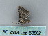  ( - BC ZSM Lep 53862)  @12 [ ] CreativeCommons - Attribution Non-Commercial Share-Alike (2011) Axel Hausmann/Bavarian State Collection of Zoology (ZSM) SNSB, Zoologische Staatssammlung Muenchen