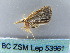  ( - BC ZSM Lep 53961)  @12 [ ] CreativeCommons - Attribution Non-Commercial Share-Alike (2011) Axel Hausmann/Bavarian State Collection of Zoology (ZSM) SNSB, Zoologische Staatssammlung Muenchen