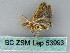  ( - BC ZSM Lep 53993)  @12 [ ] CreativeCommons - Attribution Non-Commercial Share-Alike (2011) Axel Hausmann/Bavarian State Collection of Zoology (ZSM) SNSB, Zoologische Staatssammlung Muenchen