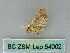  ( - BC ZSM Lep 54002)  @12 [ ] CreativeCommons - Attribution Non-Commercial Share-Alike (2011) Axel Hausmann/Bavarian State Collection of Zoology (ZSM) SNSB, Zoologische Staatssammlung Muenchen