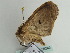  ( - BC ZSM Lep 56249)  @12 [ ] CreativeCommons - Attribution Non-Commercial Share-Alike (2011) Axel Hausmann/Bavarian State Collection of Zoology (ZSM) SNSB, Zoologische Staatssammlung Muenchen