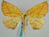 (Syciodes camogiaria - BC ZSM Lep 57910)  @11 [ ] CreativeCommons - Attribution Non-Commercial Share-Alike (2011) Axel Hausmann/Bavarian State Collection of Zoology (ZSM) SNSB, Zoologische Staatssammlung Muenchen