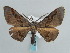  (Hypochrosis haxairei - BC ZSM Lep 59682)  @12 [ ] CreativeCommons - Attribution Non-Commercial Share-Alike (2011) Axel Hausmann/Bavarian State Collection of Zoology (ZSM) SNSB, Zoologische Staatssammlung Muenchen