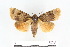  (Amphipyra meifengensis - BC ZSM Lep 56374)  @14 [ ] CreativeCommons - Attribution Non-Commercial Share-Alike (2011) Axel Hausmann/Bavarian State Collection of Zoology (ZSM) SNSB, Zoologische Staatssammlung Muenchen