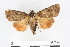  ( - BC ZSM Lep 56375)  @12 [ ] CreativeCommons - Attribution Non-Commercial Share-Alike (2011) Axel Hausmann/Bavarian State Collection of Zoology (ZSM) SNSB, Zoologische Staatssammlung Muenchen