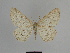  (Gnophopsodos fractifasciaria - SE MNC Lep 00853)  @13 [ ] Copyright (2011) Sven Erlacher Museum of Natural History Chemnitz
