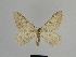  (Charissa praeacutaria - SE MNC Lep 00866)  @11 [ ] Copyright (2011) Sven Erlacher Museum of Natural History Chemnitz