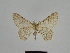  (Gnophos truncatipennis - SE MNC Lep 00920)  @14 [ ] Copyright (2011) Sven Erlacher Museum of Natural History Chemnitz
