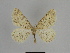  (Gnophos annubilata - SE MNC Lep 00937)  @14 [ ] Copyright (2011) Sven Erlacher Museum of Natural History Chemnitz