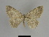  (Gnophos orphninaria - SE MNC Lep 01131)  @14 [ ] Copyright (2011) Sven Erlacher Museum of Natural History Chemnitz