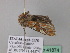  ( - BC ZSM Lep 41874)  @11 [ ] CreativeCommons - Attribution Non-Commercial Share-Alike (2011) Axel Hausmann/Bavarian State Collection of Zoology (ZSM) SNSB, Zoologische Staatssammlung Muenchen
