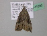  ( - BC ZSM Lep 41890)  @13 [ ] CreativeCommons - Attribution Non-Commercial Share-Alike (2011) Axel Hausmann/Bavarian State Collection of Zoology (ZSM) SNSB, Zoologische Staatssammlung Muenchen