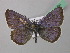  ( - BC ZSM Lep 41968)  @13 [ ] CreativeCommons - Attribution Non-Commercial Share-Alike (2011) Axel Hausmann/Bavarian State Collection of Zoology (ZSM) SNSB, Zoologische Staatssammlung Muenchen