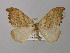  ( - BC ZSM Lep 41973)  @14 [ ] CreativeCommons - Attribution Non-Commercial Share-Alike (2011) Axel Hausmann/Bavarian State Collection of Zoology (ZSM) SNSB, Zoologische Staatssammlung Muenchen