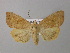  ( - BC ZSM Lep 41991)  @13 [ ] CreativeCommons - Attribution Non-Commercial Share-Alike (2011) Axel Hausmann/Bavarian State Collection of Zoology (ZSM) SNSB, Zoologische Staatssammlung Muenchen