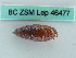  (Nyssia isabellae - BC ZSM Lep 46477)  @11 [ ] CreativeCommons - Attribution Non-Commercial Share-Alike (2011) Axel Hausmann/Bavarian State Collection of Zoology (ZSM) SNSB, Zoologische Staatssammlung Muenchen
