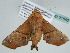  (Eutelia subrubens - BC ZSM Lep 51850)  @13 [ ] CreativeCommons - Attribution Non-Commercial Share-Alike (2011) Axel Hausmann/Bavarian State Collection of Zoology (ZSM) SNSB, Zoologische Staatssammlung Muenchen