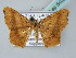  (Godonela AH03Th - BC ZSM Lep 54089)  @13 [ ] CreativeCommons - Attribution Non-Commercial Share-Alike (2011) Axel Hausmann/Bavarian State Collection of Zoology (ZSM) SNSB, Zoologische Staatssammlung Muenchen