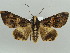  (Sphingomorpha - BC ZSM Lep 55750)  @15 [ ] CreativeCommons - Attribution Non-Commercial Share-Alike (2011) Axel Hausmann/Bavarian State Collection of Zoology (ZSM) SNSB, Zoologische Staatssammlung Muenchen