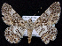  (Cleora sabulosa - BC ZSM Lep 62838)  @15 [ ] Copyright (2011) Axel Hausmann/Bavarian State Collection of Zoology (ZSM) SNSB, Zoologische Staatssammlung Muenchen
