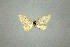  (Idaea ludovicaria - BC ZSM Lep 75072)  @12 [ ] CreativeCommons - Attribution Non-Commercial Share-Alike (2013) Axel Hausmann/Bavarian State Collection of Zoology (ZSM) SNSB, Zoologische Staatssammlung Muenchen