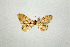  (Idaea AH01Mo - BC ZSM Lep 75073)  @12 [ ] CreativeCommons - Attribution Non-Commercial Share-Alike (2013) Axel Hausmann/Bavarian State Collection of Zoology (ZSM) SNSB, Zoologische Staatssammlung Muenchen
