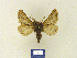  (Microbiston BM01 - BMB Lep 00205)  @12 [ ] Copyright (2011) Axel Hausmann/Bavarian State Collection of Zoology (ZSM) SNSB, Zoologische Staatssammlung Muenchen