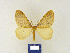  (Agriopis BMAlb01 - BMB Lep 00225)  @11 [ ] Copyright (2011) Axel Hausmann/Bavarian State Collection of Zoology (ZSM) SNSB, Zoologische Staatssammlung Muenchen