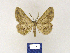  (Afriberina BMTu1 - BMB Lep 00238)  @14 [ ] Copyright (2011) Axel Hausmann/Bavarian State Collection of Zoology (ZSM) SNSB, Zoologische Staatssammlung Muenchen