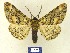  (Nacophora - BMB Lep 00323)  @11 [ ] Copyright (2011) Axel Hausmann/Bavarian State Collection of Zoology (ZSM) SNSB, Zoologische Staatssammlung Muenchen