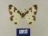  (Lomaspilis marginatabmcauc - BMB Lep 00550)  @11 [ ] Copyright (2011) Axel Hausmann/Bavarian State Collection of Zoology (ZSM) SNSB, Zoologische Staatssammlung Muenchen