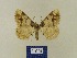  (Ligdia lassulata - BMB Lep 00555)  @11 [ ] Copyright (2011) Axel Hausmann/Bavarian State Collection of Zoology (ZSM) SNSB, Zoologische Staatssammlung Muenchen