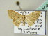  (Idaea neanica - BC ZSM Lep 54124)  @13 [ ] CreativeCommons - Attribution Non-Commercial Share-Alike (2012) Axel Hausmann/Bavarian State Collection of Zoology (ZSM) SNSB, Zoologische Staatssammlung Muenchen