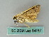  ( - BC ZSM Lep 54187)  @13 [ ] CreativeCommons - Attribution Non-Commercial Share-Alike (2012) Axel Hausmann/Bavarian State Collection of Zoology (ZSM) SNSB, Zoologische Staatssammlung Muenchen