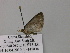  ( - BC ZSM Lep 57250)  @12 [ ] CreativeCommons - Attribution Non-Commercial Share-Alike (2012) Axel Hausmann/Bavarian State Collection of Zoology (ZSM) SNSB, Zoologische Staatssammlung Muenchen