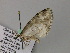  ( - BC ZSM Lep 57263)  @12 [ ] CreativeCommons - Attribution Non-Commercial Share-Alike (2012) Axel Hausmann/Bavarian State Collection of Zoology (ZSM) SNSB, Zoologische Staatssammlung Muenchen