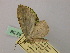  ( - BC ZSM Lep 57273)  @12 [ ] CreativeCommons - Attribution Non-Commercial Share-Alike (2012) Axel Hausmann/Bavarian State Collection of Zoology (ZSM) SNSB, Zoologische Staatssammlung Muenchen