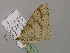  ( - BC ZSM Lep 57277)  @13 [ ] CreativeCommons - Attribution Non-Commercial Share-Alike (2012) Axel Hausmann/Bavarian State Collection of Zoology (ZSM) SNSB, Zoologische Staatssammlung Muenchen