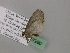  ( - BC ZSM Lep 57280)  @12 [ ] CreativeCommons - Attribution Non-Commercial Share-Alike (2012) Axel Hausmann/Bavarian State Collection of Zoology (ZSM) SNSB, Zoologische Staatssammlung Muenchen