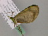  ( - BC ZSM Lep 57291)  @12 [ ] CreativeCommons - Attribution Non-Commercial Share-Alike (2012) Axel Hausmann/Bavarian State Collection of Zoology (ZSM) SNSB, Zoologische Staatssammlung Muenchen