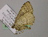  ( - BC ZSM Lep 57307)  @12 [ ] CreativeCommons - Attribution Non-Commercial Share-Alike (2012) Axel Hausmann/Bavarian State Collection of Zoology (ZSM) SNSB, Zoologische Staatssammlung Muenchen